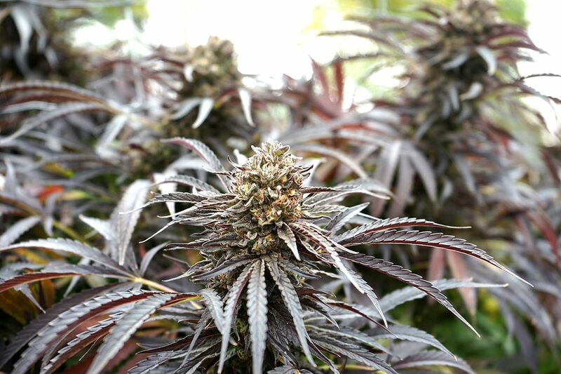 Ghost of NY, Фасовка: 3, изображение 2